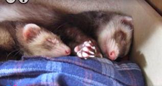 Ferret